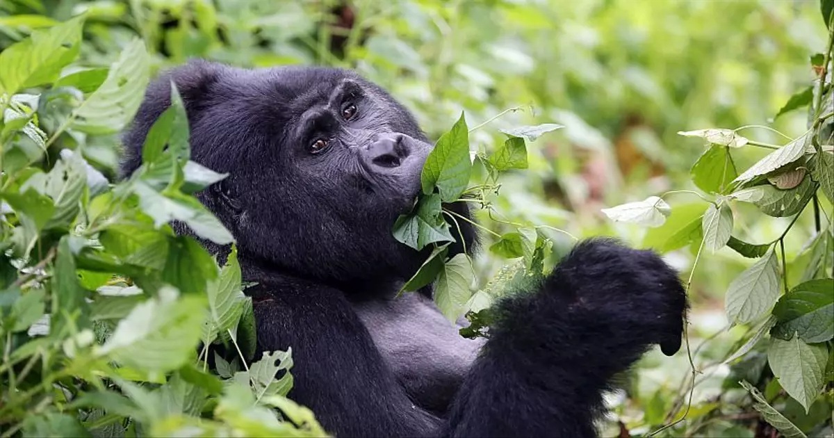 Uganda Bwindi Gorilla Trekking Price12.jpg