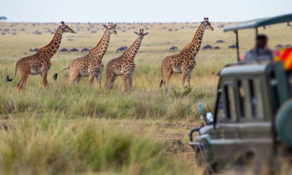 What are the Tanzania safari prices now.jpg