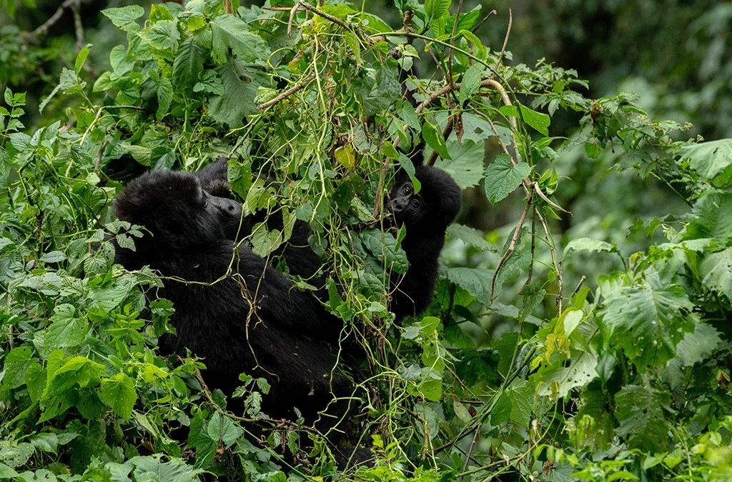 Why Choose Low Season for Uganda Gorilla Trekking and Permit Prices.jpg