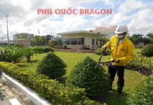 hình ảnh cắt tỉa cây.jpg