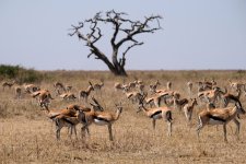 Best Tanzania Safaris Now for a Safari Tour.jpg