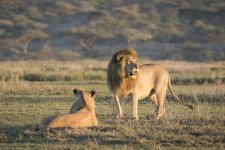 Best time to experience Tanzania safari trip.jpg