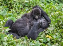 Best 5 must destinations Visit for Rwanda Safari Holidays.jpg