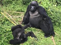 Best 5 Unique Experiences to Prioritize for Rwanda Safari Tours.jpg