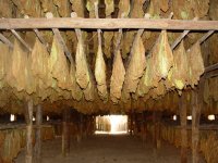 Tobacco.jpg