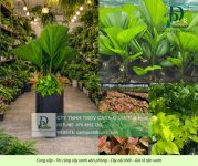 Cung cấp thi công chăm sóc cây xanh văn phòng  120326 4.jpg