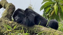How close do i get to gorillas during Rwanda gorilla trek.jpg