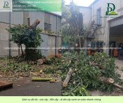 Cưa cây - đốn cây - di dời cây 050429 1.jpg