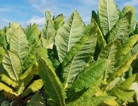 raw burley tobacco leaves.jpg