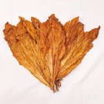 Burley tobacco leaves.jpg