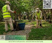 Dịch vụ chăm sóc cây xanh - cắt cỏ doanh nghiệp đồng nai 270526 2.jpg
