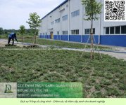 Trồng cỏ Đồng Nai 020526 3.jpg