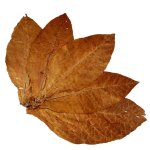 Burley Tobacco Leaves Raw Tobacco.jpg