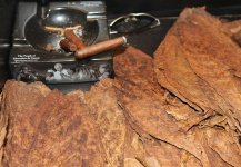Dominican Tobacco Leaves for Sale.jpeg