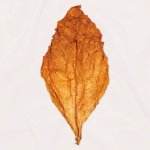 Burley tobacco leaves 1.jpg