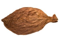 Connecticut Broadleaf Tobacco for Sale.jpeg