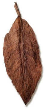 French Burley Wrapper tobacco 1.jpg