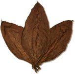 Ecuadorian Sumatra Wrapper tobacco.jpg