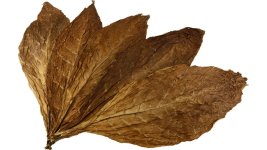 Kentucky Sun Cured Tobacco Leaves.jpg