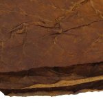 Kentucky Fire Cured Tobacco Leaves 5.jpg