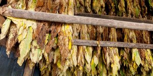Burley Tobacco.jpg