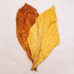 Burley and Virginia tobacco leaves 1.jpg