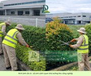 cắt cỏ vệ sinh cảnh quan công ty nhà xưởng  050306 3.jpg